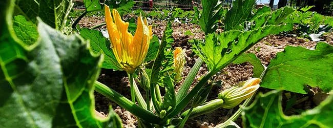 orto-biologico-tenuta-torciano