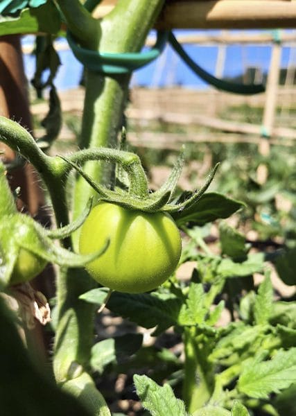 pomodoro-orto