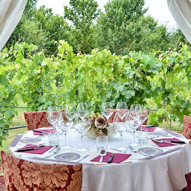 vineyard_tour