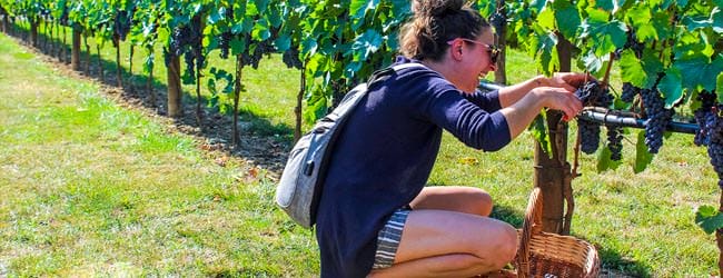 vendemmia_1