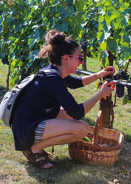 vendemmia_vert_1