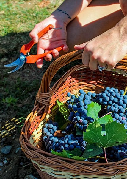 vendemmia_vert_2